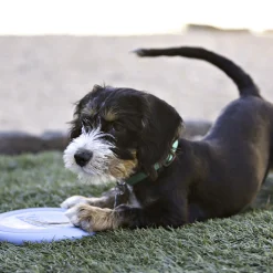 Frisbee KONG Flyer Puppy
