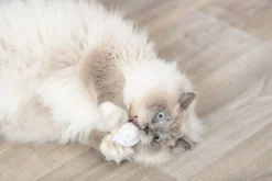 Glace et cupcake, en peluche, catnip, 7 cm