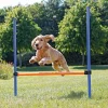 Haie Agility 1 barre