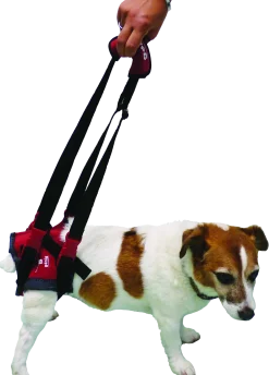 Handy Canis Pattes Arrières - XL