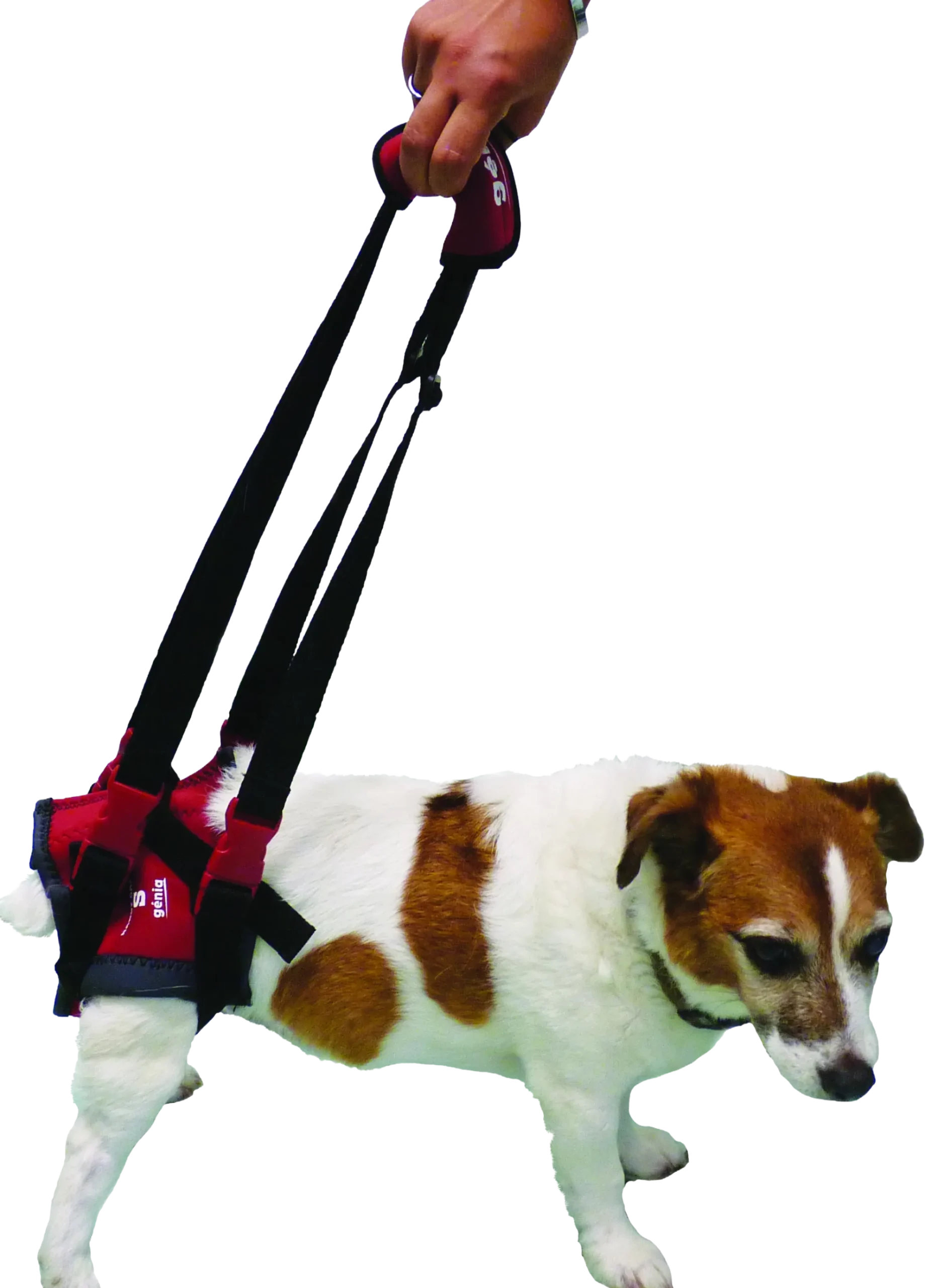 Handy Canis Pattes Arrières - XS