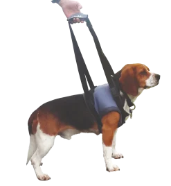 Handy Canis Pattes Avant - XL
