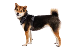 Harnais Front Range Ruffwear gris basalt, XSmall