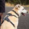 Harnais Front Range Ruffwear gris basalt, Small
