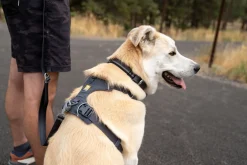Harnais Front Range Ruffwear gris basalt, Large / XLarge