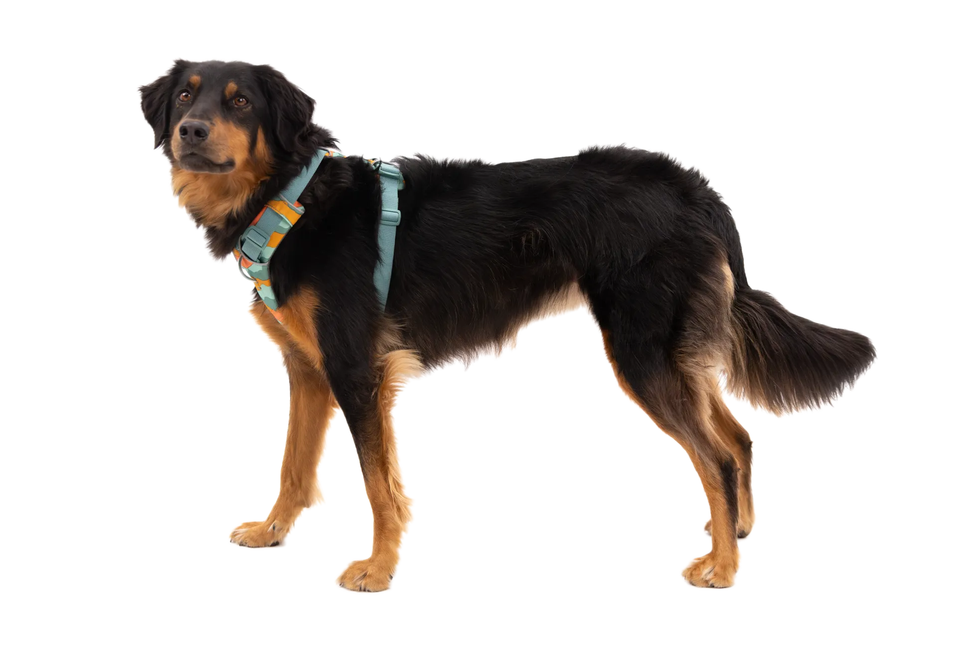 Harnais Front Range Ruffwear Spring Mountains, Medium