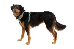 Harnais Front Range Ruffwear Spring Mountains, Large / XLarge
