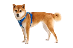 Harnais Front Range Ruffwear Coastal Mountains, XSmall