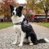 Harnais IDC Julius K9 - Taille 2 - BRITISH