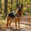 Harnais IDC Julius K9 - Taille 4 - NEON