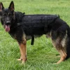 Harnais Intervenion K9 Special CAM avec boucle Cobra