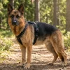 Harnais NON-STOP Dogwear Line Harness 5.0 - taille 5