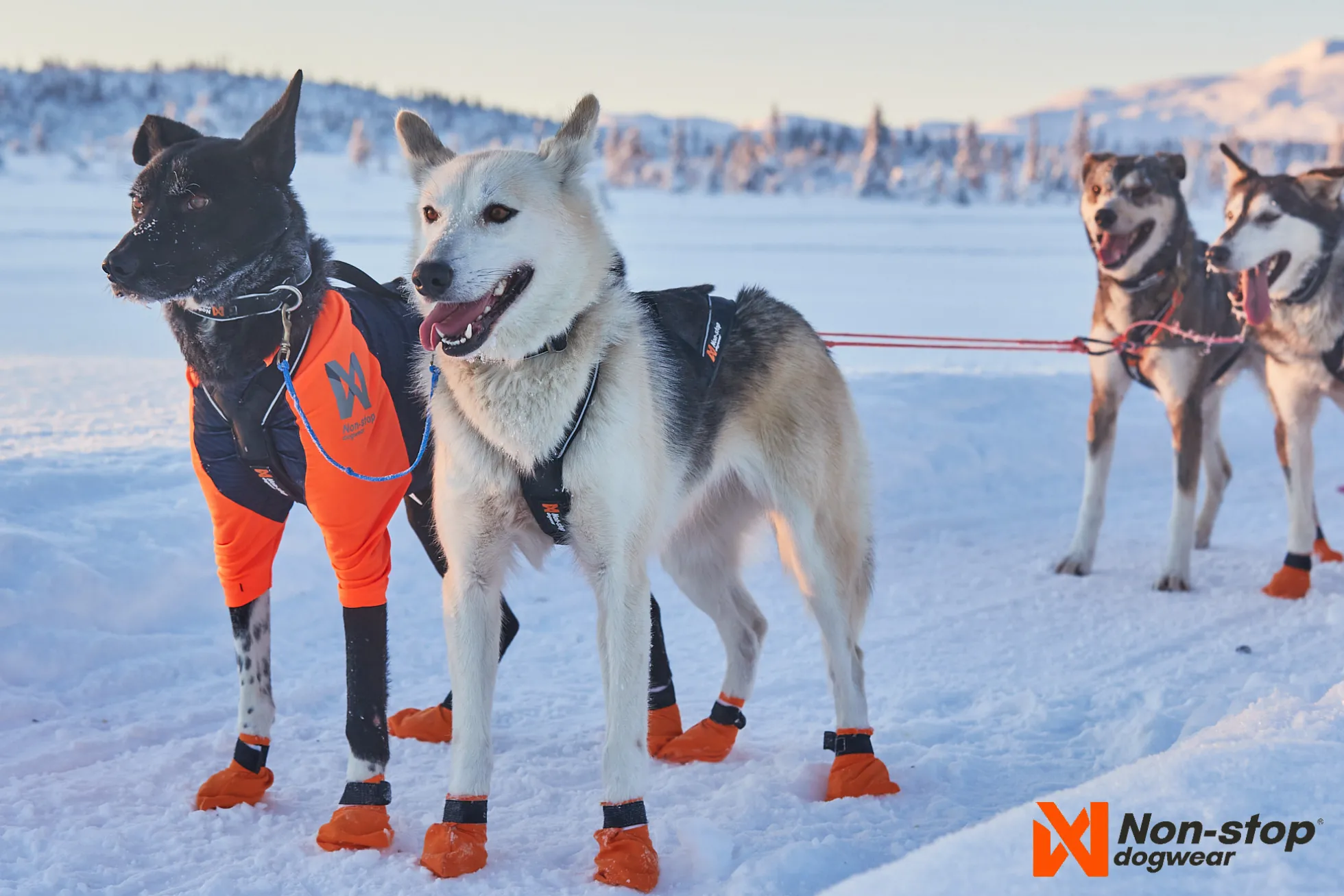 Harnais NON-STOP Dogwear Nansen 5.0 Nome - taille 5