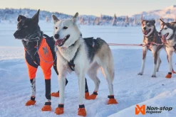 Harnais NON-STOP Dogwear Nansen 5.0 Nome - taille 9