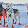 Harnais NON-STOP Dogwear Nansen 5.0 Nome - taille 9.5