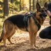 Harnais NON-STOP Dogwear Ramble Harness - taille M