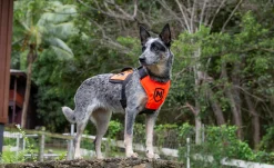 Harnais nylon MODERN ICON - PATROL HARNESS Orange - Medium