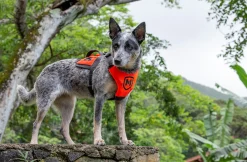 Harnais nylon MODERN ICON - PATROL HARNESS Orange - Medium