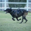 Harnais nylon MODERN ICON - TRACKING HARNESS Noir - XLarge