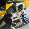 Harnais pour chien de sauvetage HARIA - KONG K9