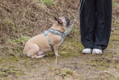 Harnais Premium FlexMesh, coupe large, L: 63–92 cm,25 mm, pétrole