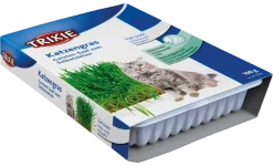 Herbe à chat
