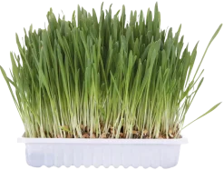 Herbe à chat