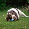 Jouet chien TPR SNOWY os bleu, 13.3cm