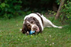 Jouet chien TPR SNOWY os bleu, 13.3cm