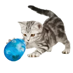 jouet FunKitty EGG