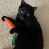 King Catnip Carotte