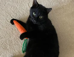 King Catnip Carotte
