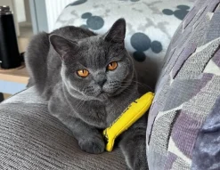 King Catnip hareng