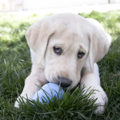 KONG Puppy Small, jouet pour chiot 7.5 cm