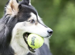 KONG SqueakAir Ball XL, balle de tennis 10.5 cm