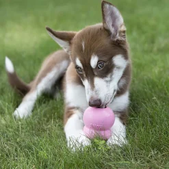 KONG Stuff N Live puppy treats, friandises chiot pour jouets KONG