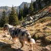 Laisse Touring Bungee Leash NON-STOP Dogwear - 2 m