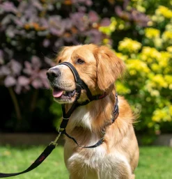 Licol HALTI headcollar noir, taille 1