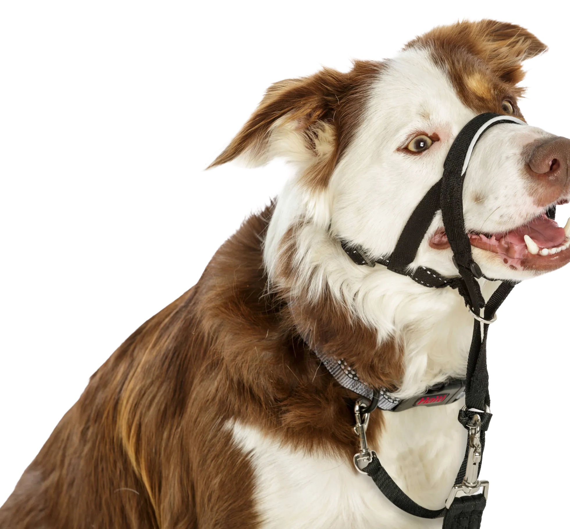 Licol HALTI headcollar noir, taille 2