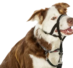 Licol HALTI headcollar noir, taille 4