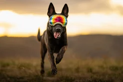 Lunettes / Masque Rex Specs LARGE - COYOTE (transparent / fumé)