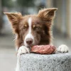 Marble Beef Chewing Ring