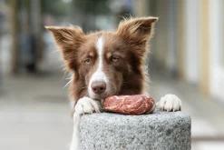 Marble Beef Chewing Ring