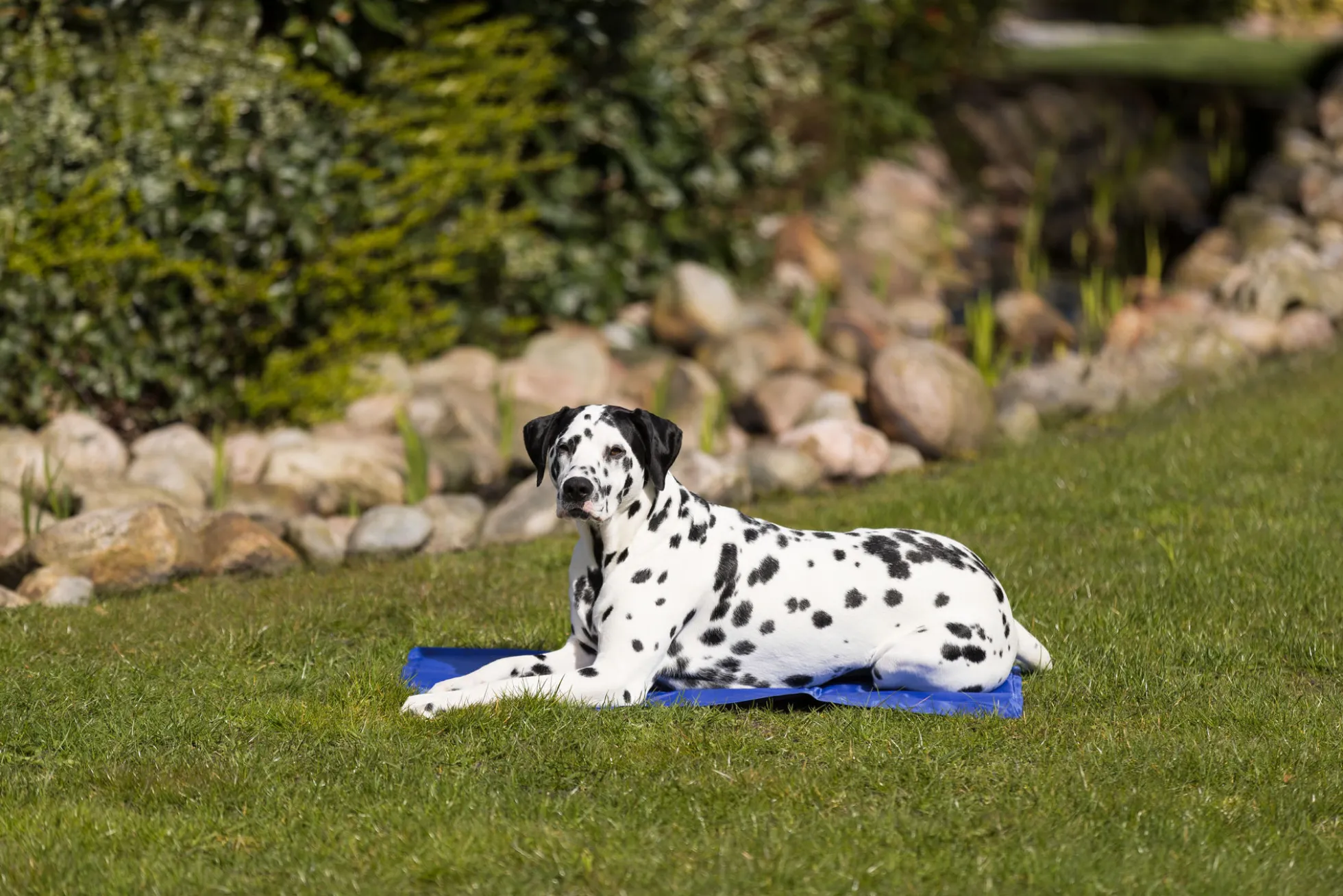 Matelas rafraichissant 65 x 50 cm