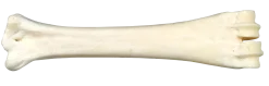 Os calcium
