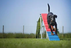 Passerelle Agility K9 Sport Aluminium et Tartan