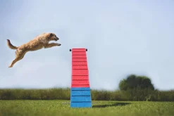 Passerelle Agility K9 Sport Aluminium et Tartan
