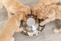 Plat à chiot en inox