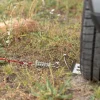 Plateau de voiture pour chien en laisse