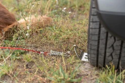 Plateau de voiture pour chien en laisse
